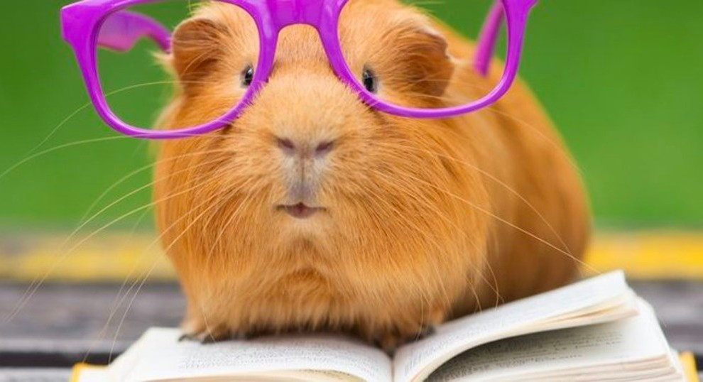 Teachers! Here’s How to Get a Free Pet for Your Classroom
